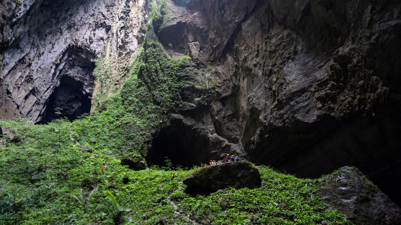Jungle foliage under a sinkhole in Son Doong cave