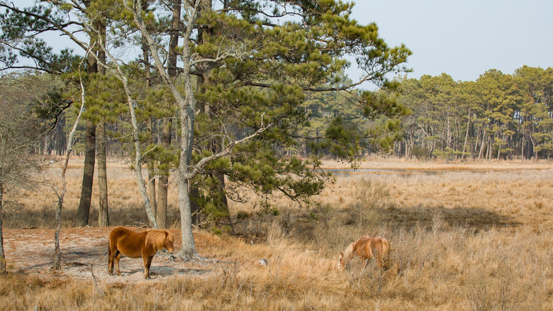 Two horses graze in a field