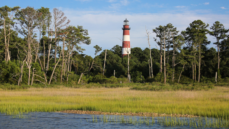 A lighthouse jutting out of trees along a marsh