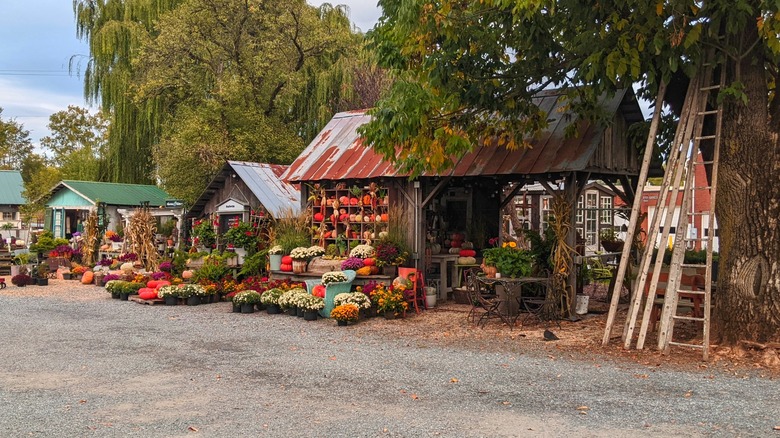 Farms selling flowers and produce in Lucketts