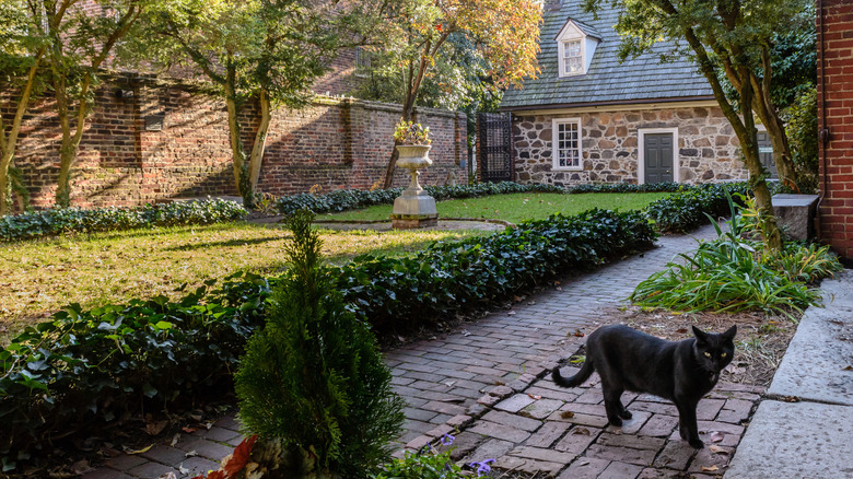cat in gardens surrounded by low stone buildings