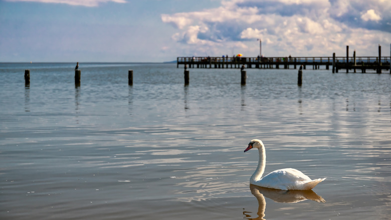A swan is swimming at Colonial Beach in Northern Neck