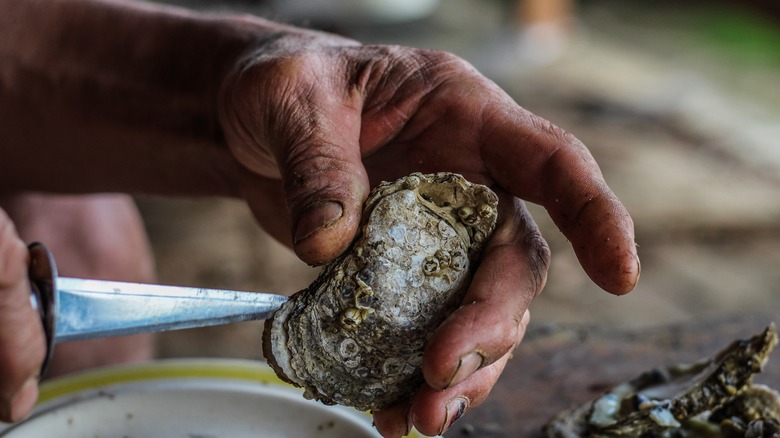 Strong, rugged hands shuck an oyster from the Rappahannock River