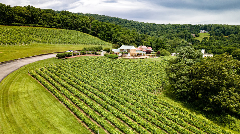 Rows of wine grapes vines planted in vineyards in Virginia.