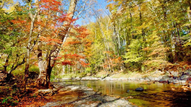 Pennypack Creek in Pennypack Park