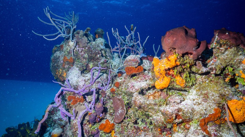 Mesoamerican Reef near Belize