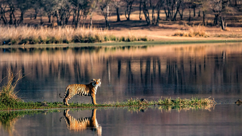 Bengal tiger near water