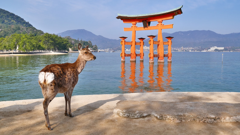 Sacred deer Itsukushima Shrine Miyajima