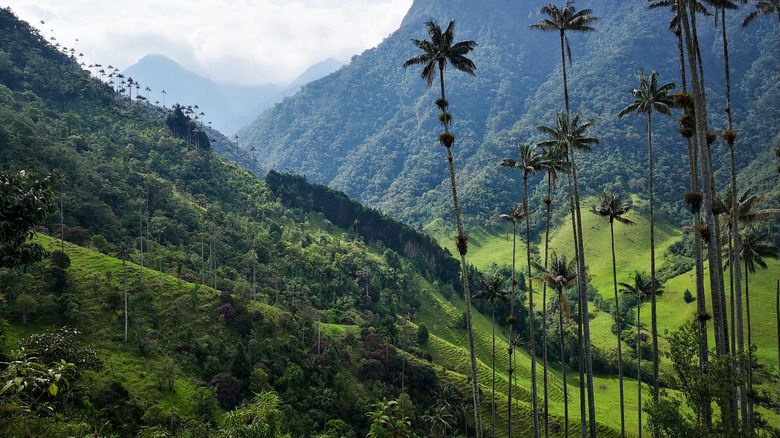 Wax palms in Cocora Valley