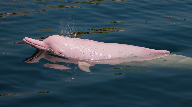 Pink dolphin swimming