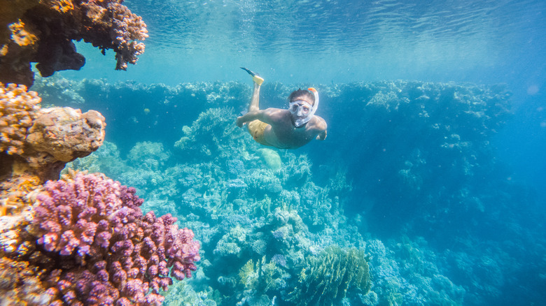 Person snorkeling by coral
