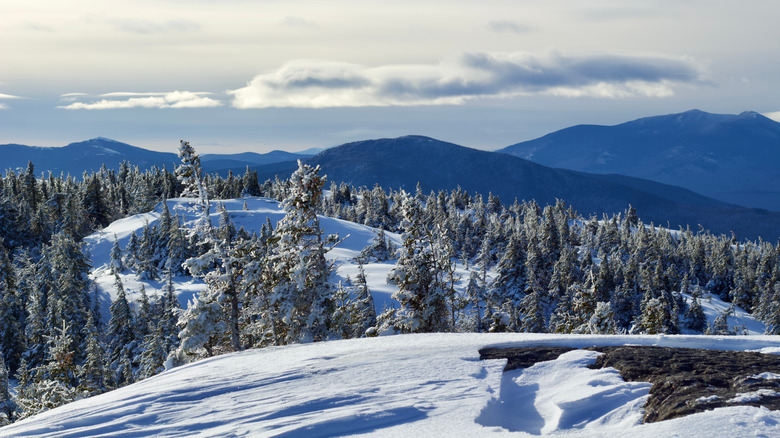 snowy mountains with trees