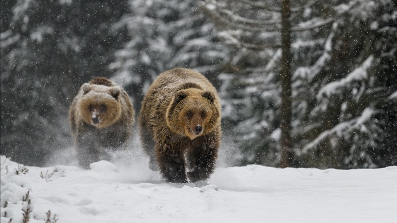 Brown bears in the snow