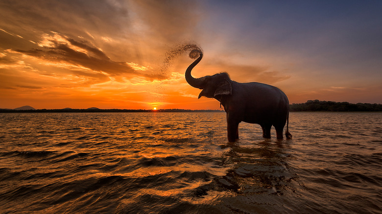 Elephant at sunset on beach