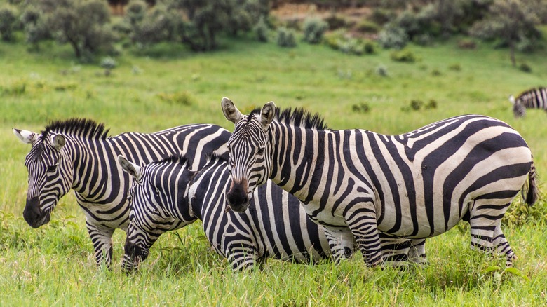 Herd of Zebras in Kenya