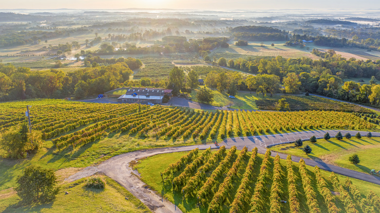 Aerial view of Virginia vineyard