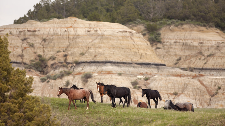 Wild horses