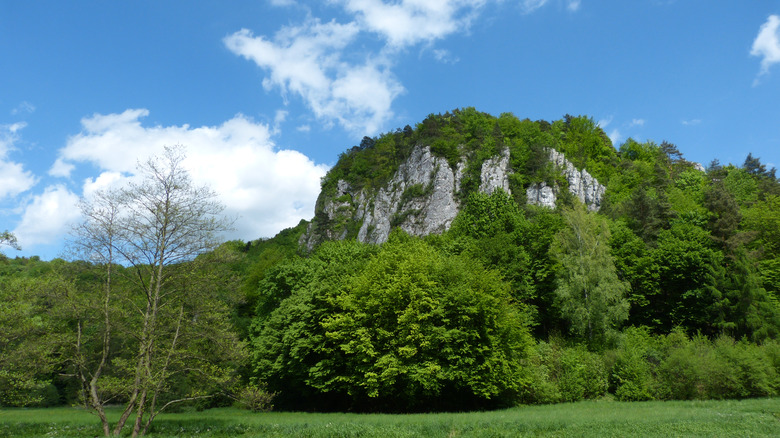 Boulder and forest