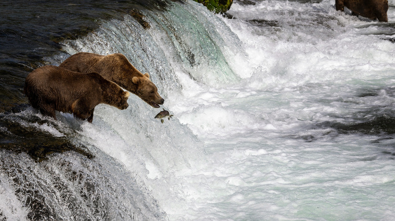 Bears at Brooks Falls 