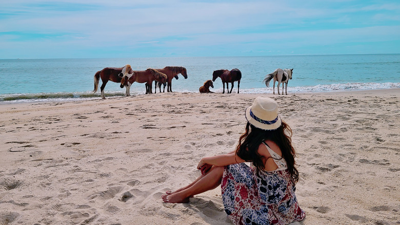 Woman spots Chincoteague ponies