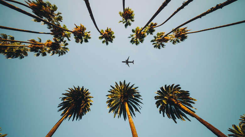 Airplane over palm trees