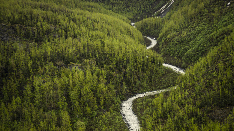 Aerial photo of a river running through a green pine forest