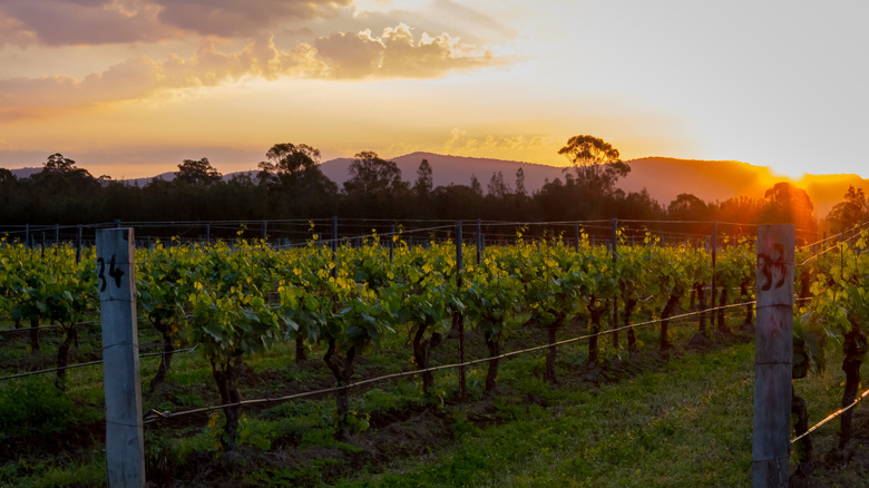 Sun rising over a vineyard