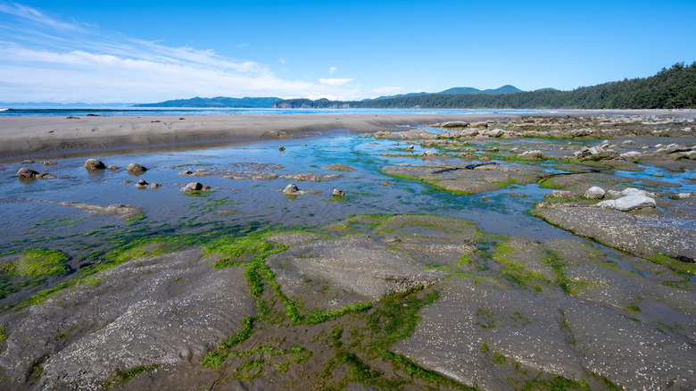 Tide pools at Point of Arches