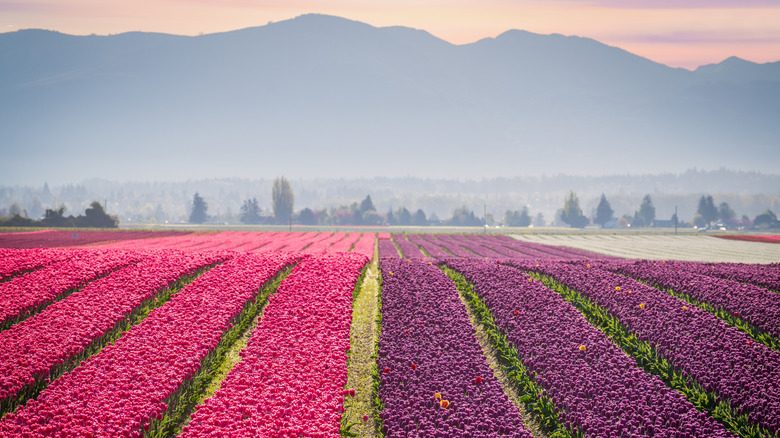 Skagit Valley Tulip Festival