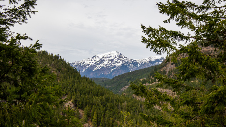Jack Mountain in the distance surrounded by trees and valleys