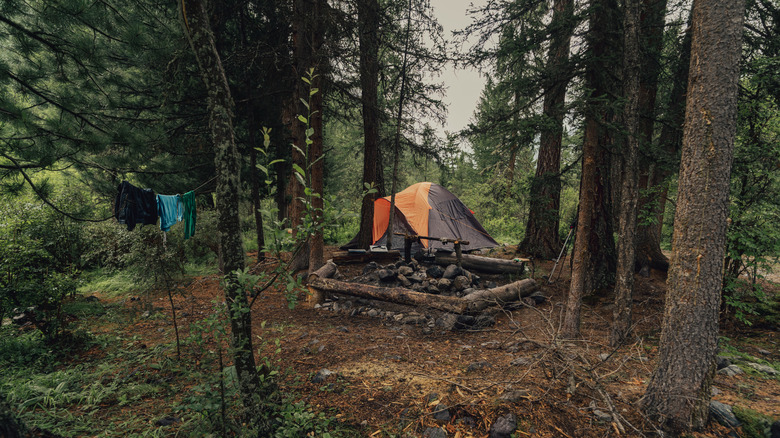 Camping tent in the forest