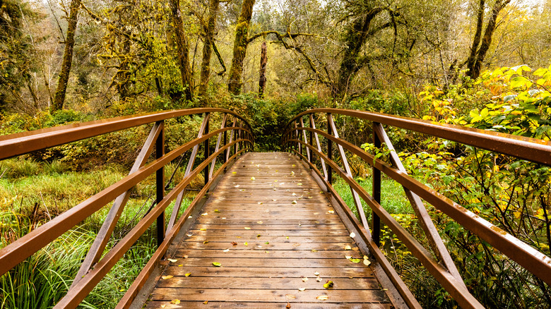 A footbridge in the Quinault Rain Forest during the fall, Olympic Naitonal Park
