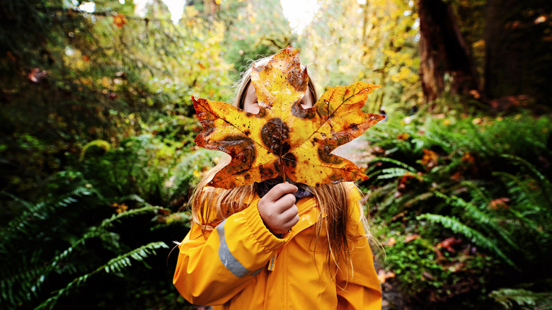 A girl holds a massive maple leaf in the Hoh Rainforest in the fall