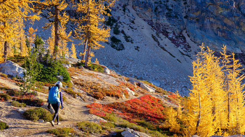 a woman hiking among the fall foliage on Cutthroat Pass in the Cascade Range in Washington