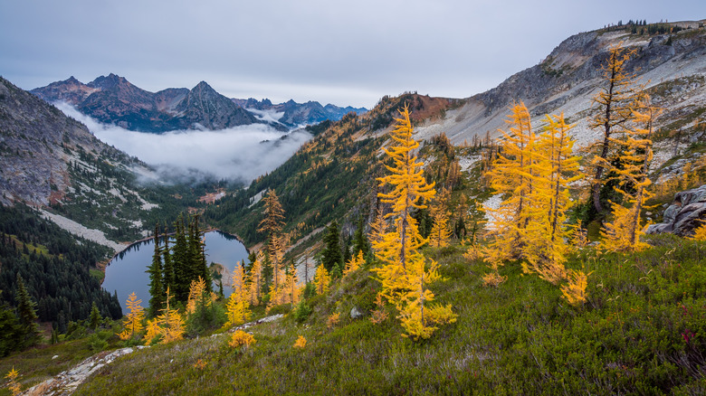 golden larches along the Heather - Maple Pass Loop in the Cascade Range in Washington