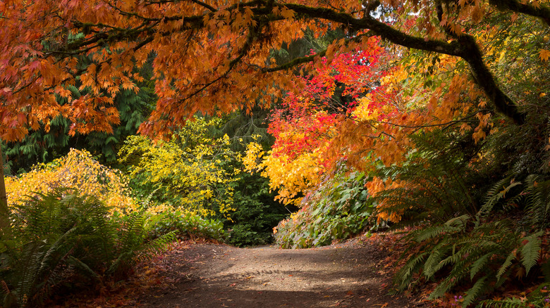 Fall colors in the trees at the Washington Park Arboretum