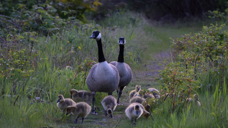 Two geese with goslings walking along a park pathway