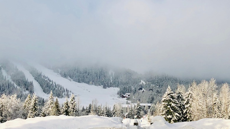 Snowy landscape