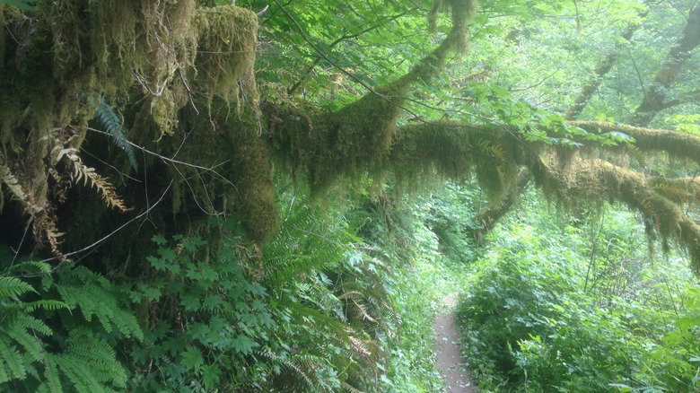 A mossy trail cutting through a dense forest.