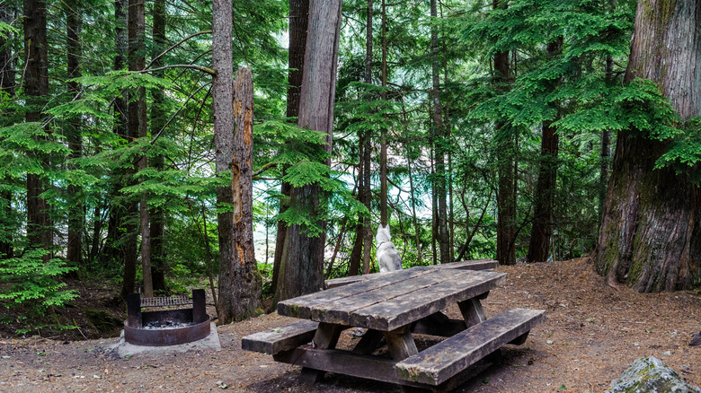 a dog sitting at a table at a campsite near a lake