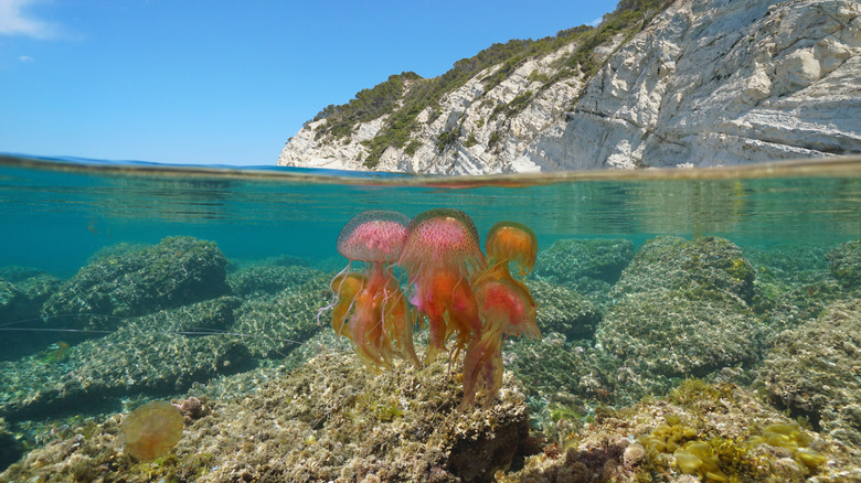 Bloom of mauve stingers in the water
