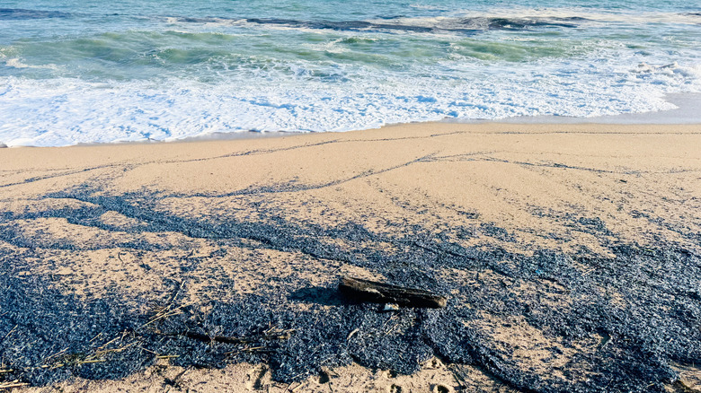 Oregon beach covered in hundreds of blue Velella