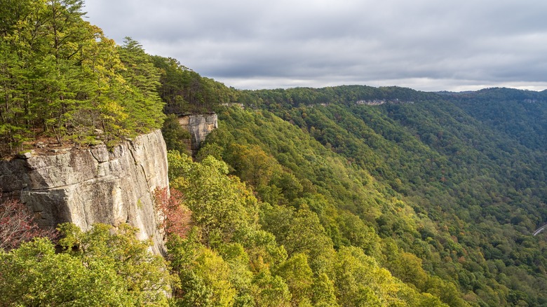 New River Gorge National Park's Endless Wall Trail overlooking a forested gorge