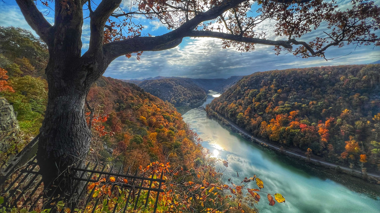 Tree overlooking the New River in fall
