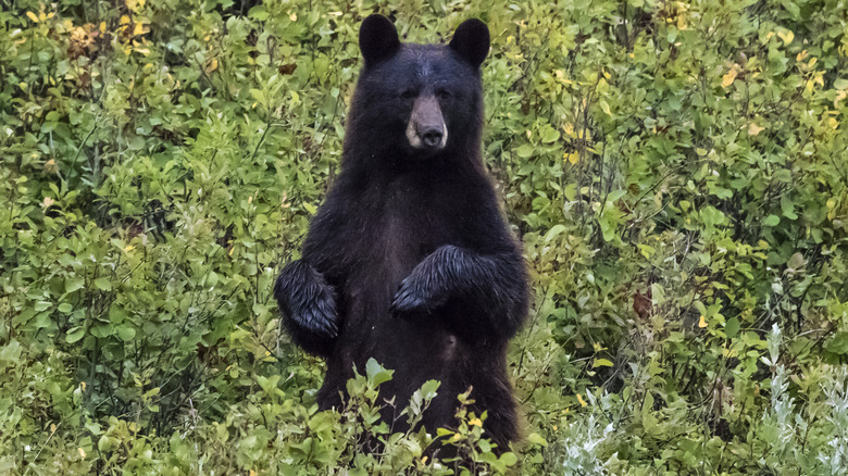 A black bear standing on two legs in the forest