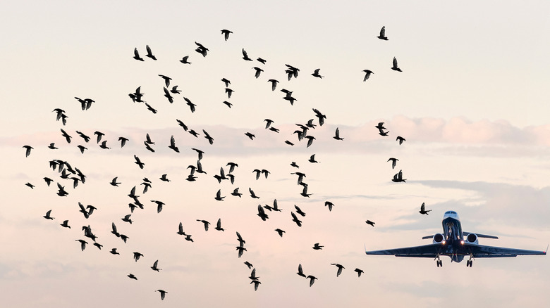 plane taking off by birds