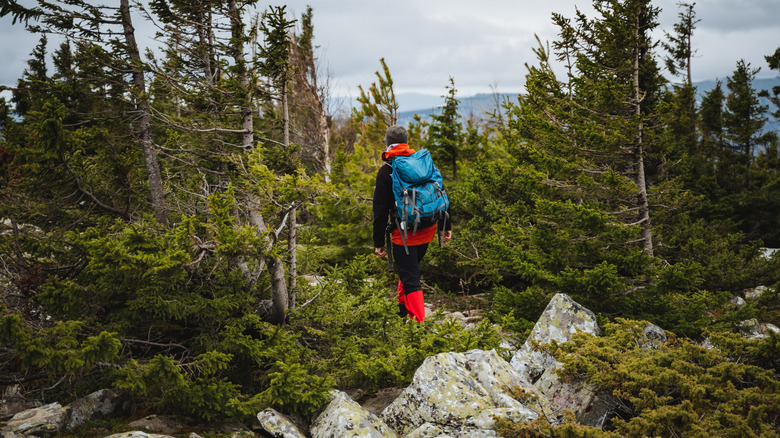 Hiker with backpack in woods