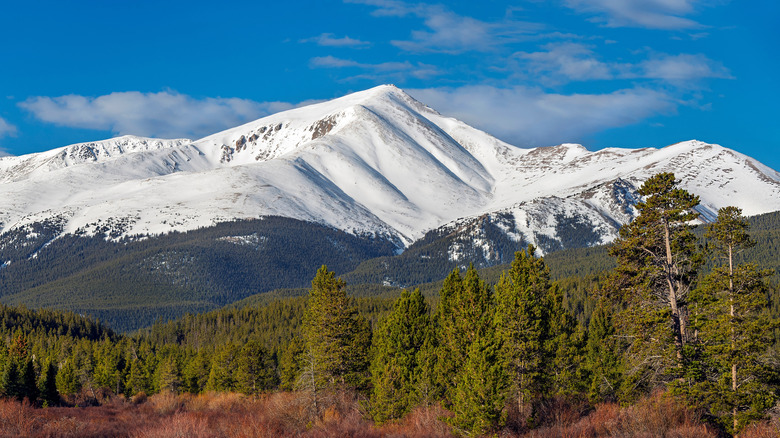 mount Elbert covered in snow pine trees and brush