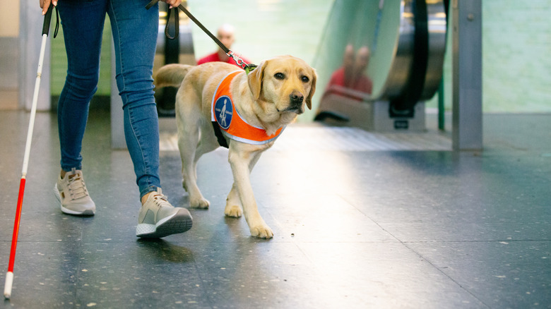 Service dog walks alongside handler