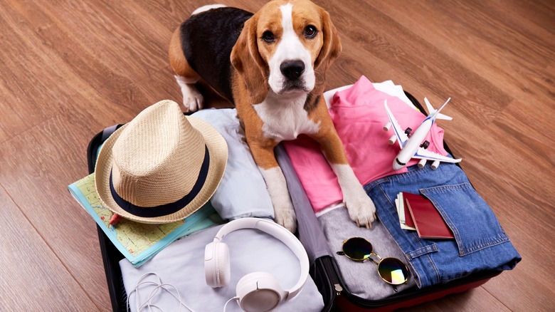 Beagle lying on suitcase